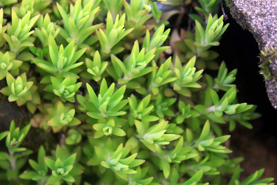 野生多肉植物