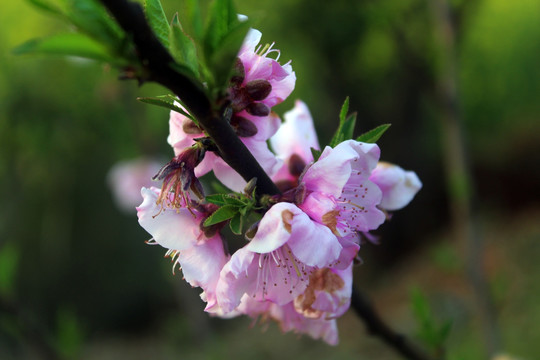 一枝桃花