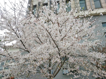 樱花树