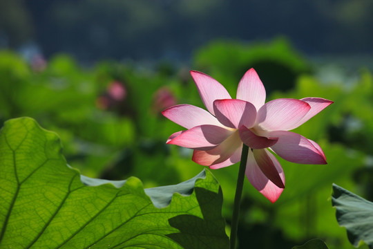 西湖荷花