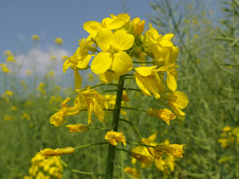 油菜花美