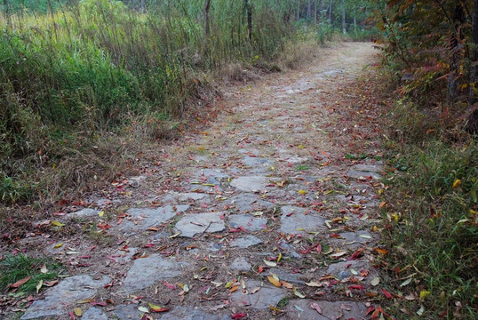 小路 小径 景区 景观路 花园