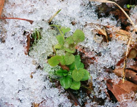 雪中绿色植物