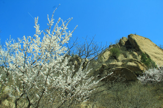 山上杏花树