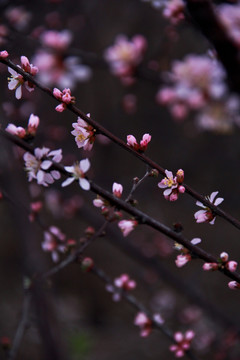 一树繁花一树春