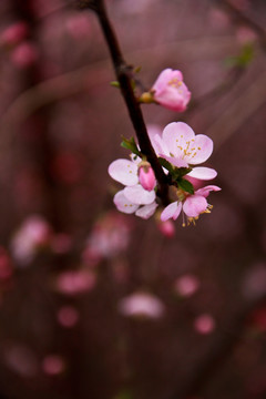 粉色梅花春天粉色花朵植物摄
