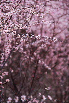 一树繁花一树春