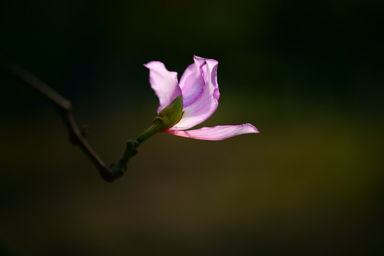 粉红紫荆花