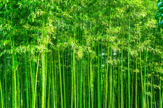 竹林风光 竹林背景高清