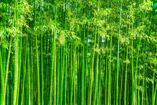 竹林风光 竹林背景竹林素材