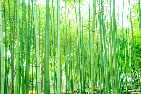 竹林风光 竹林背景竹林素材