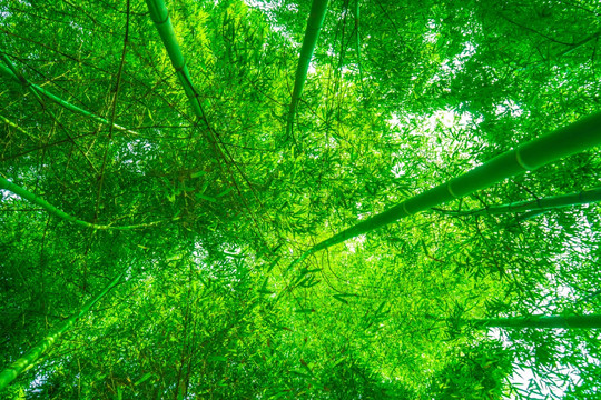 竹林風(fēng)光 竹林背景竹林素材