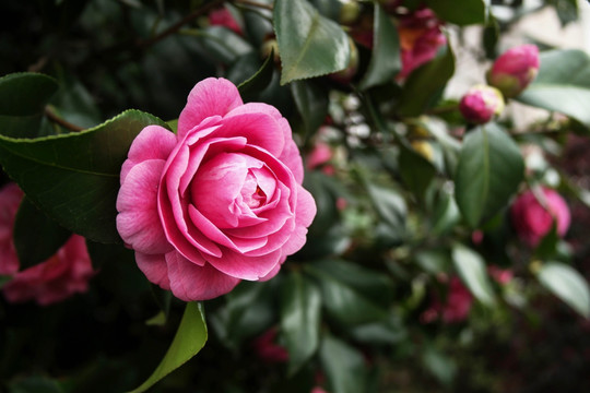 粉茶花