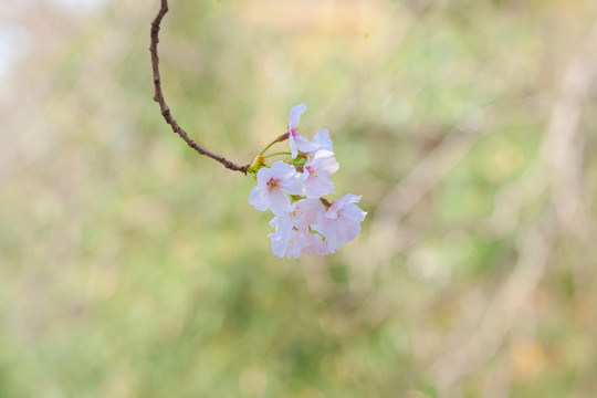 樱花