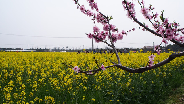 花海