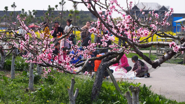 桃花