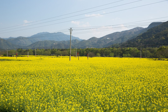 油菜花