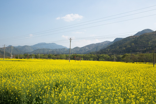 油菜花