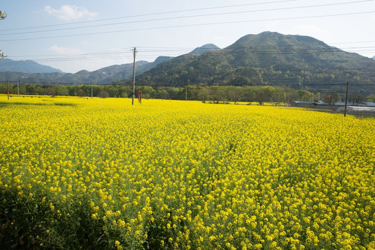 油菜花