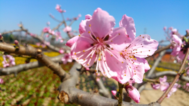 桃花