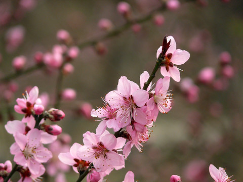 桃花