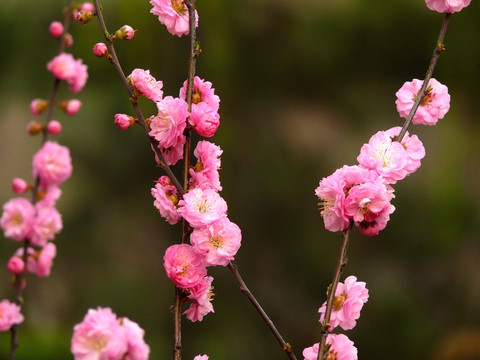 花卉