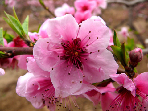 桃花特写