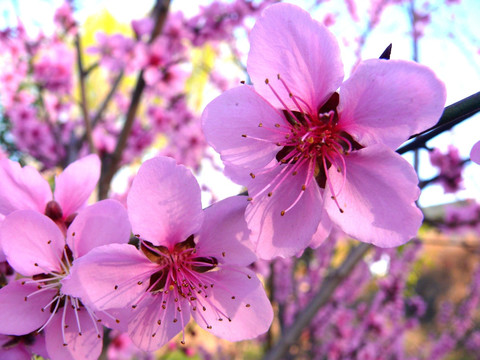 桃花特写