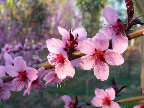 桃花