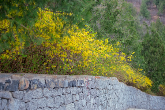 开满花的山坡