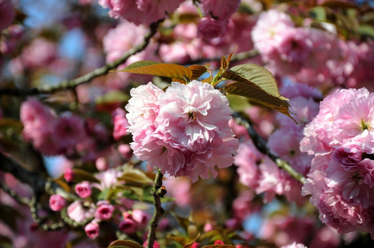 樱花 鲜花