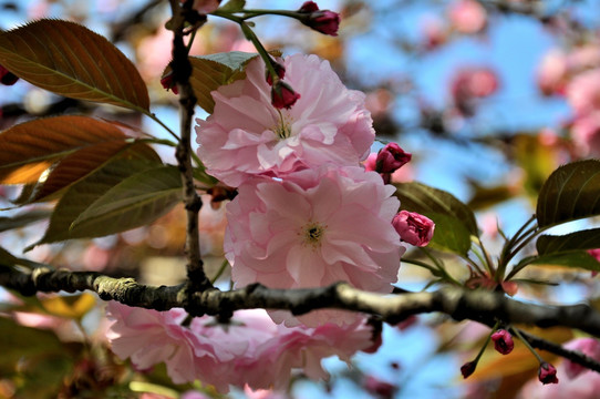 樱花 鲜花