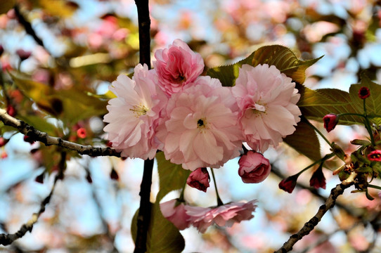 樱花 鲜花