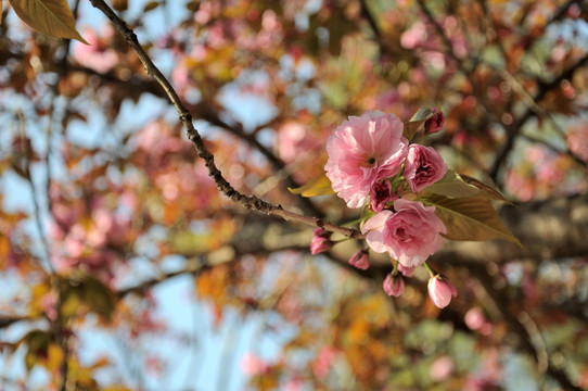 樱花 鲜花