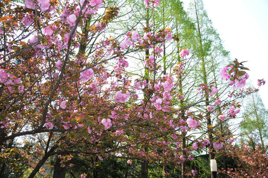 樱花 鲜花