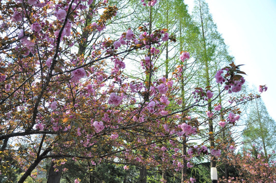 樱花 鲜花