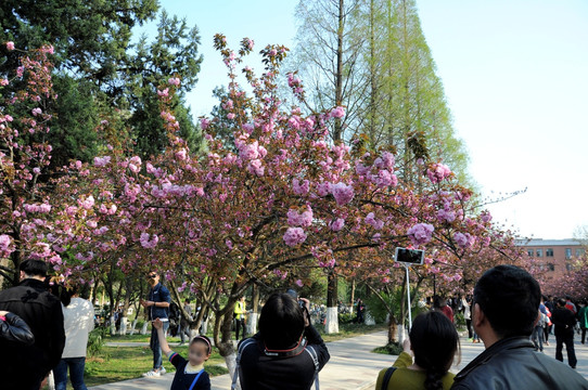 樱花 鲜花