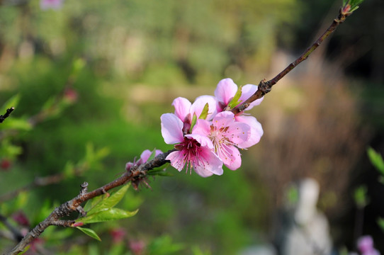 桃花 鲜花