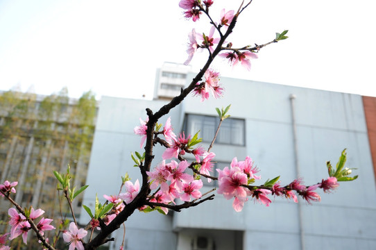 桃花 鲜花