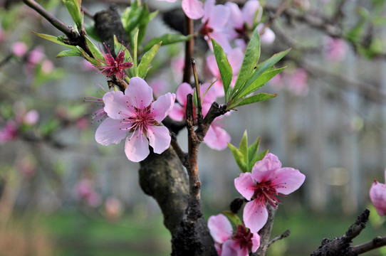 桃花 鲜花