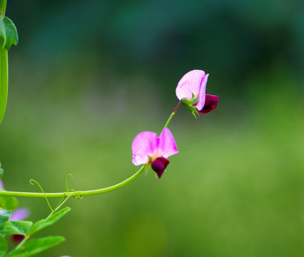 豌豆花 装饰画