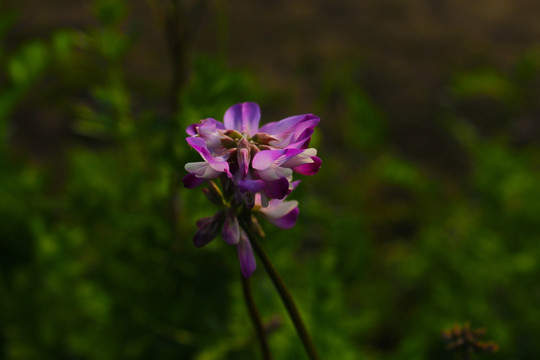 草籽花