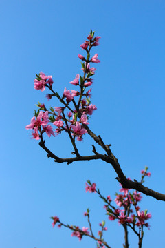 桃花 蓝天