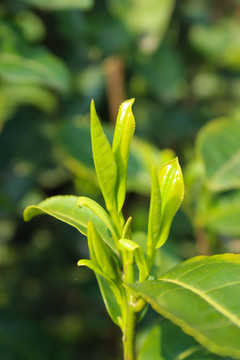 茶叶 茶芽 龙井茶叶 绿叶