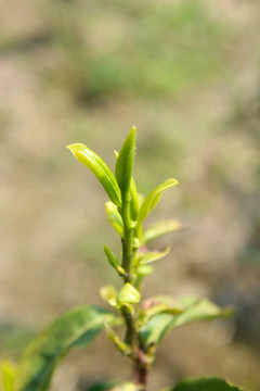 茶叶 茶芽 龙井茶叶 绿芽