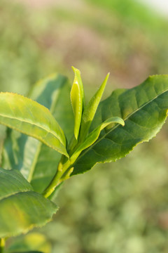 茶叶 茶芽 龙井茶叶 绿芽