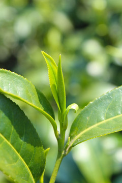 茶叶 茶芽 龙井茶叶 绿芽