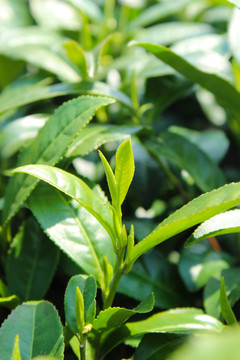 茶叶 茶芽 龙井茶叶 绿芽