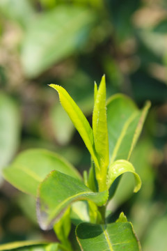 茶叶 茶芽 龙井茶叶 绿芽