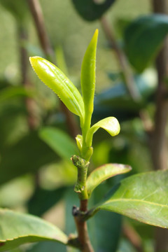 茶叶 茶芽 龙井茶叶 绿芽